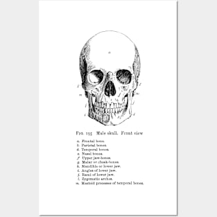 The Anatomy of the Skull in black Posters and Art